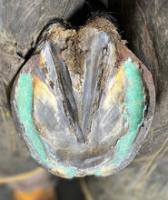 Load image into Gallery viewer, BLUESTONE BANG - Therapeutic Hoof Wax