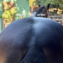 Load image into Gallery viewer, Hairy Pony Pre-Mixed Essential Oil Coat Conditioner