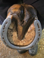 Load image into Gallery viewer, Hydrating Hoof Balm