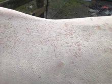 Load image into Gallery viewer, Sulphur Wash Bar