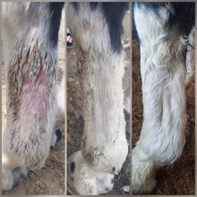 Load image into Gallery viewer, Mud Fever & Rain Scald Cream