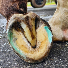 Load image into Gallery viewer, Beeswax BLUE Balls® Hoof Wall Crevice Wax
